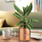 Single Desk Planter- Rose Gold
